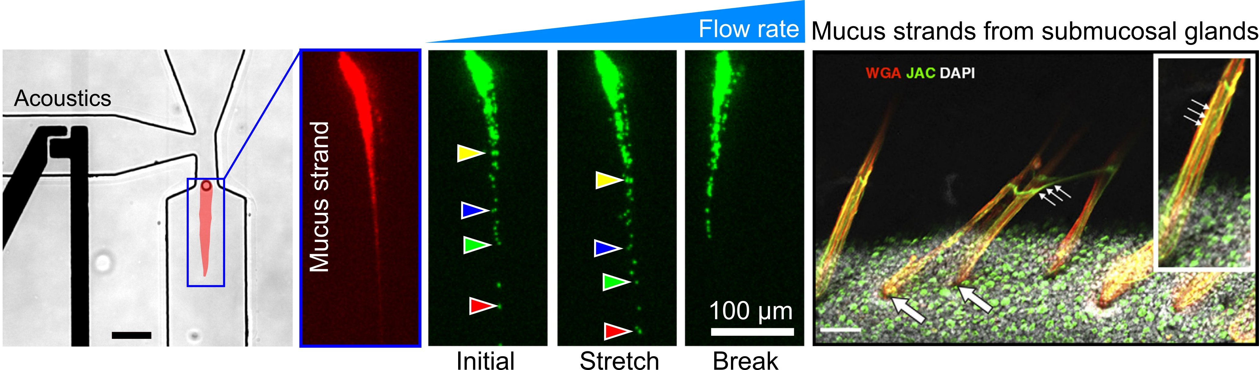 microfluidic gland-1